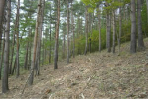 山林の現地確認